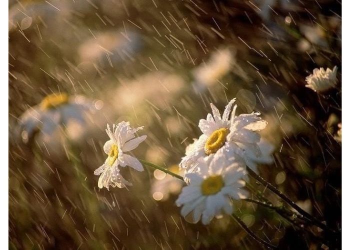 hoa cúc dại trong mưa xuân