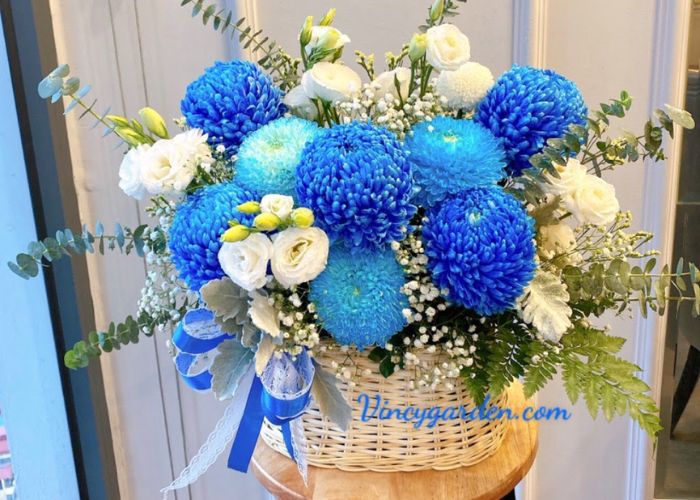 Giỏ hoa cúc mẫu đơn màu xanh dương