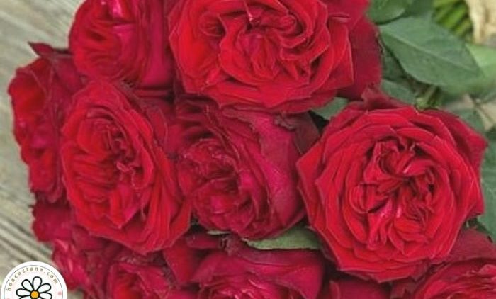 Hoa hồng đỏ pháp đẹp